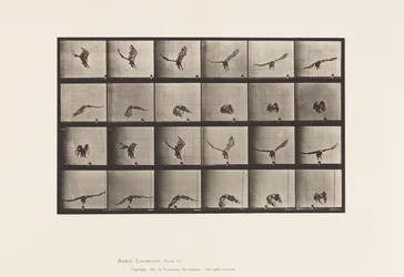 American Eagle; Flying Near the Ground (Plate 771)