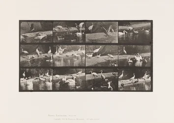 Storks; Swans, etc. (Plate 780)