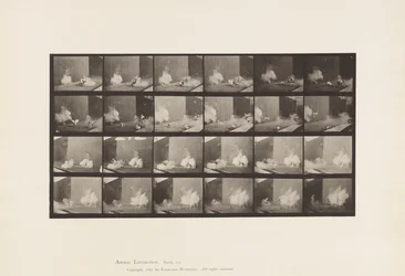 Chickens; Scared by Torpedo
