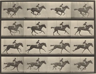 Plate Number 626. Gallop, thoroughbred bay mare, Annie G.