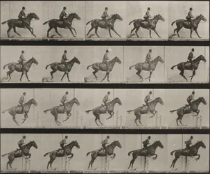 Plate Number 636. “Daisy” jumping a hurdle, saddled, preparing for the leap