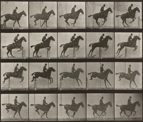 Plate Number 639. "Daisy" jumping a hurdle, saddled