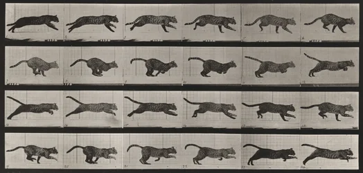 Plate Number 720. Cat; galloping