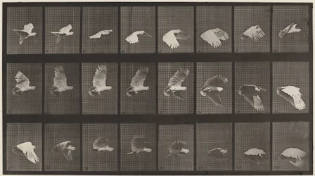Cockatoo Flying, 1887