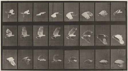 Plate Number 758. Cockatoo flying
