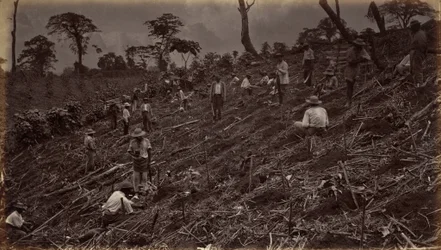 Setting out a Coffee Plantation at Antigua de Guatemala