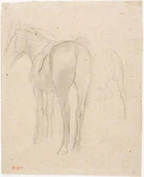 Studies of a Horse