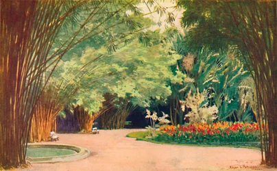 A Bamboo Grove - Botanical Gardens