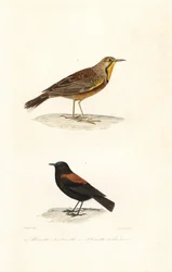 Cape longclaw and Patagonian negrito