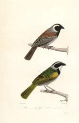 Cape sparrow and white-browed brush finch