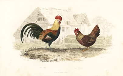 Cock and Hen, Phasianus Gallus