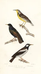 Eastern meadowlark, starling and pied myna