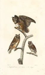 Eurasian Eagle-Owl, Long-Eared Owl and Scops Owl