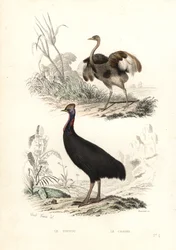 Greater Rhea and Southern Cassowary