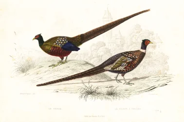 Green pheasant and common pheasant