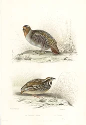 Grey partridge and common quail