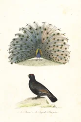 Indian Peafowl and Western Capercaillie