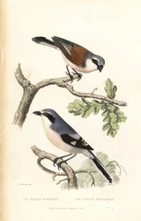 Red-backed shrike and Iberian gray shrike