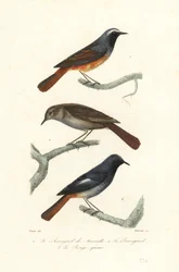 Redstart, Thrush Nightingale and Black Redstart
