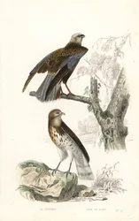 Western Marsh Harrier and Short-Toed Snake Eagle