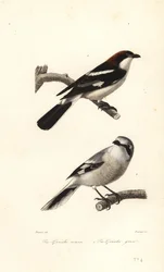 Woodchat shrike and great grey shrike