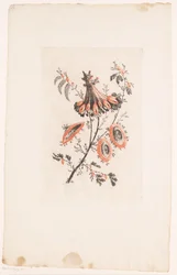 Umbrella-shaped Flowers