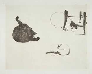 Cats, 1868-69