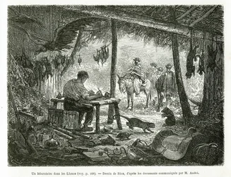 A taxidermy laboratory in the virgin forest, in the region of Llanos (Colombia), drawing by Riou, to illustrate the story of Equinoxiale America (Colombia, Ecuador, Peru), in 1875-1876, by Ed. Andre, traveller mission charge by the French government. Engra