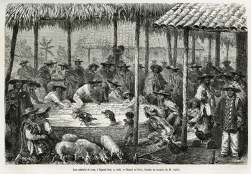 Cockfighting and street animation in Ibagué (Colombia), drawing by Riou, to illustrate the story of Equatorial America (Colombia, Ecuador, Peru), in 1875-1876, by Ed. André, traveller on mission for the French government. Engraving in Le Tour du Monde