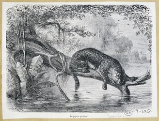 Jaguar watching his prey on a tree trunk above the water - engraving 19th century