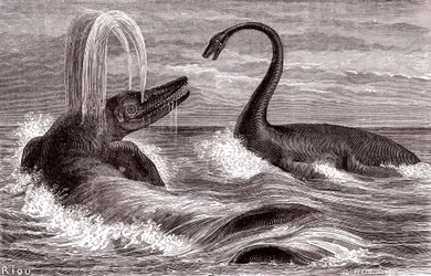 The Ichthyosaurus and the Plesiosaurus