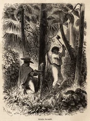 The collection of sandi