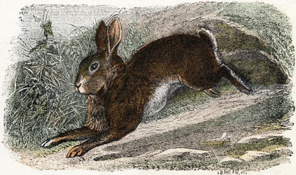 Garenne Rabbit - Alphabet Illustrates Animals 19th Century