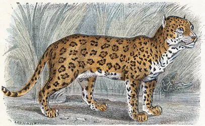 Jaguar - Alphabet Illustrates Animals 19th Century