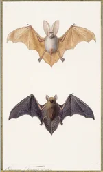Long-eared Bat and a Common Bat