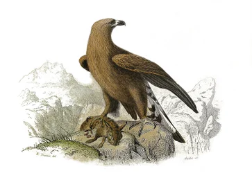 Natural History Board: Zoological board representing birds of prey at night. The great eagle. Plate drawn from the nine volumes on birds in 