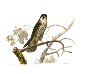 Natural History Board: Zoological Board Representing Birds of Prey at Night. The Hobereau. Plate Drawn from the Nine Volumes on Birds in 