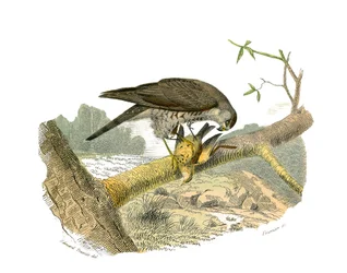 Natural History Board: Zoological board representing birds of prey at night. The hawk. Plate drawn from the nine volumes on birds in 