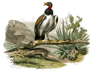 Natural History Board: Zoological board representing birds of prey at night. The little vulture. Plate drawn from the nine volumes on birds in 