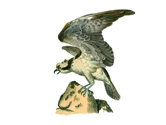 Natural History Board: Zoological board representing birds of prey at night. The osprey. Plate from 