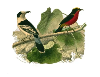 Zoological Board Representing Birds of Prey at Night