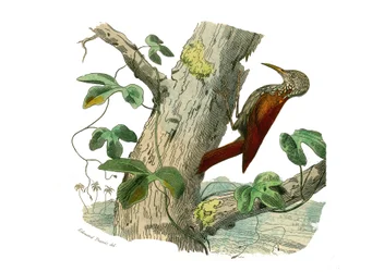 Natural History Board: Zoological Board Representing Climbers. The Climbing Peak. Plate Drawn from the Nine Volumes on Birds in Works Complete of Buffon Written by Naturalist Georges Louis Leclerc, Count of Buffon (1707-1788) Between 1749 and 1785