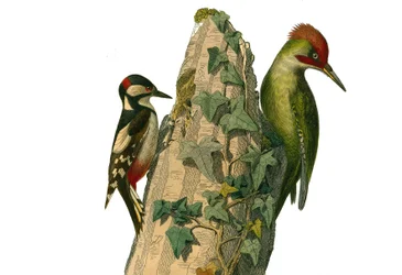 Natural History Board: Zoological board representing climbers. The epeiche and the green woodpecker have a red head (green peak). Plate drawn from the nine volumes on birds in 