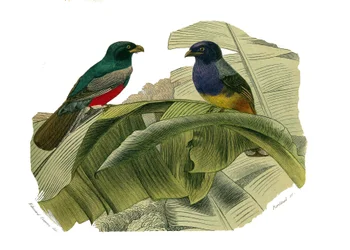 Natural History Board: Zoological board representing climbers. The red belly and the yellow belly. Plate drawn from the nine volumes on birds in 