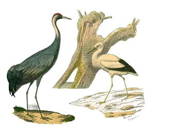 Natural History Board: Zoological board representing waterbirds and cultrirostres (with big, long and strong bills): crane and stork. Plate drawn from the nine volumes on birds in 