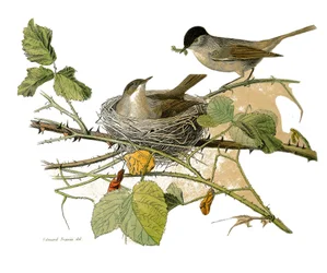 Natural History Plate: Zoological board representing dentirostrous passerines (with echancre). The black-head hawk (nest and caterpillar to eat). Plate drawn from the nine volumes on birds in 