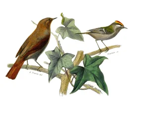 Natural History Plate: Zoological board representing dentirostrous passerines (with echancre). The nightingale and the king. Plate drawn from the nine volumes on birds in 