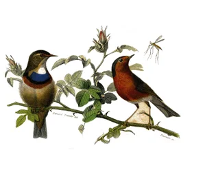 Natural History Plate: Zoological Board Representing Dentirostrous Passerines