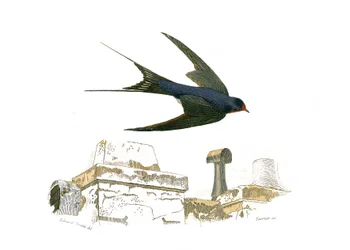 Natural History Plate: Zoological Board Representing the Fissirostrous Walkways