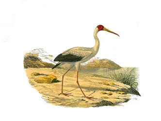 Natural History Plate: Zoological board representing the longirostrous chassiers (with long and lean bills): the White Ibis. Plate drawn from the nine volumes on birds in 